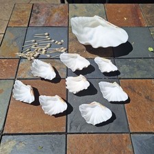 Giant clam shell for sale  Folsom