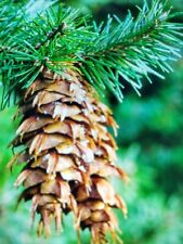Douglas fir seeds for sale  SALISBURY