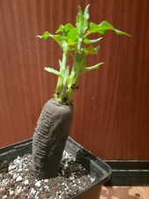 Mirabilis jalapa wunderblume gebraucht kaufen  Laboe