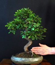 chinesischer baum gebraucht kaufen chinesischer baum gebraucht kaufen Bielefeld
