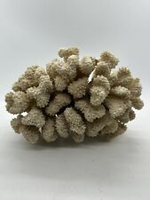 Natural white coral for sale  Portland