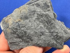 Carboniferous asterophyllites  gebraucht kaufen  Saarbrücken