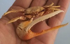 Curiosité taxidermie crabe d'occasion  Montpellier-