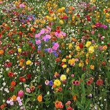 Usado, SEMENTES MISTAS DE FLORES DE ABELHA E BORBOLETA Casa de Campo Jardim de Flores comprar usado Usado, SEMENTES MISTAS DE FLORES DE ABELHA E BORBOLETA Casa de Campo Jardim de Flores comprar usado  Enviando para Brazil