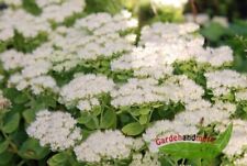 Weiße fetthenne stardust gebraucht kaufen  Kronburg