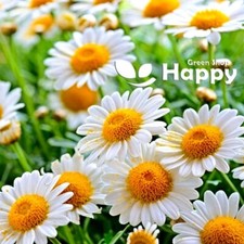 Herb roman chamomile for sale  DONCASTER