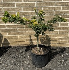 Acer palmatum easy for sale  Independence
