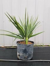 Sabal minor palm for sale  Ashtabula