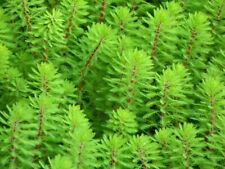 Pond oxygenating plants for sale  NEWTON ABBOT