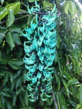 Rare blue jade for sale  Brooklyn