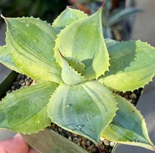 Agave potatorum trade for sale  Encinitas