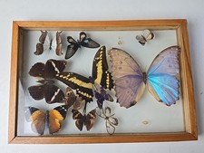 Vintage taxidermy butterflies for sale  Mineral Wells
