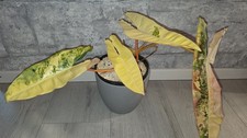 Philodendron billietiae varieg gebraucht kaufen Philodendron billietiae varieg gebraucht kaufen  Templin