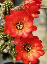 Chamaecereus hybrid rosso usato  Cupra Marittima