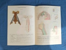 Stampe tavole anatomia usato  San Martino Dall Argine