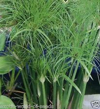 Cyperus papyrus umbrella for sale  OLDHAM