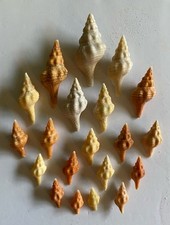 Beautiful horse conch for sale  Sycamore