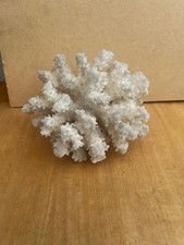 Corallo marino bianco usato  Parma