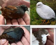 Button quail fertilized for sale  Franklin