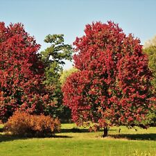 Brandywine maple for sale  Smartt
