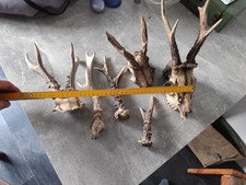 jagd gebraucht kaufen jagd gebraucht kaufen Osternienburger Land