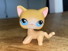 Petshop chat européen d'occasion  Lardy