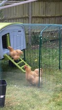 Omlet eglu cube for sale  SWINDON