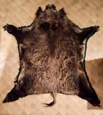 Wildschweinfell xxl 170x150cm gebraucht kaufen  Maxdorf