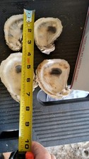 Gulf coast oyster for sale  Youngstown