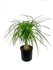 Pack ponytail palm for sale  Mcallen