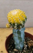 S9047 discocactus horstii usato  Spedire a Italy