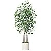 Soguyi ficus piante usato  Italia