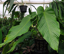 Anthurium nervatum rare for sale  Redwood City