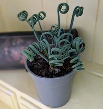 Albuca spiralis frizzle for sale  GREAT YARMOUTH