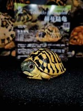 Animal planet .boettgeri d'occasion  Expédié en Belgium