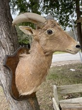 Antique vintage ram for sale  Cooks