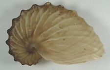 Argonauta hians 76mm for sale  Carlsbad