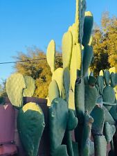 Lbs prickly pear for sale  Tucson