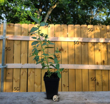 Jessicas pear mint for sale  Dallas