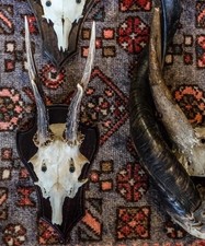 Genuine real bone for sale  LONDON