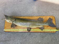 Northern pike real for sale  Eau Claire