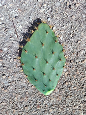 Opuntia engelmanni pala usato  Supersano