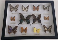 Framed butterfly collection. for sale  CONSETT