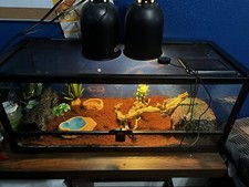 Gecko cage for sale  Porterville