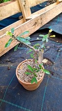 Euphorbia milii tananarivae usato  Floridia