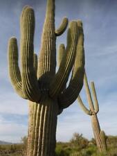 Riesenkaktus saguarokatus carn gebraucht kaufen  Mönchengladbach