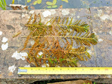 Curly pond weed for sale  CRADLEY HEATH