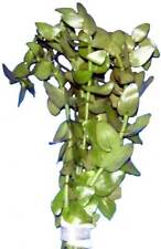 Bund bacopa carolina gebraucht kaufen  Nünchritz