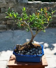 Year old large for sale  Brentwood