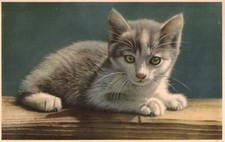 Adorable grey short for sale  Whitinsville